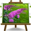 EURO PLANTS VIVAI Buddleja Davidii Rosa Pianta della Farfalla