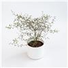 le Georgiche Vivai le Georgiche - Pianta vera di Sophora Little Baby - vaso Ø 13 cm