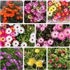 Generic semi delosperma di coperto balcone rialzato letto ornamentali interno 80pcs