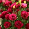 Generic semi di lisianthus decorazioni giardino per esterni Aiuole rialzate il decorative roccioso raro in vaso arredamento 100pcs