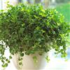 GardenersDream 1 x Peperomia rotundifolia | Trailing Jade | Pianta Piccola per la Casa o l'Ufficio