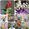 Generic Orchidea Vanda - d'appartamento rarato decorativo mini giardino da interno primaverili, in vaso semi di selvatici da 200semi