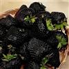 FRAGOLA NERA / VARIETA' - BLACK STRAWBERRY, 50 SEMI