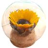 Genérico GIRASOL NATURAL MINI. Cupola in vetro. Fiore preservato. Fiore naturale conservato.Girasole preservato in regalo. Regalo originale. decorazione per la casa