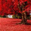 Generic Bellissimi semi di acero rosso giapponese fai da te semi di alberi da giardino