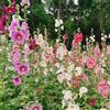 Generic semi di malvarosa - d'appartamento rare esotiche primaverili giardino roccioso selvatici interno balcone giardino all'ombra selvatici 500pcs