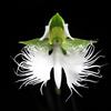 Generic Semi di garofano giapponese generico Semi di orchidea bianca garzetta Radiata Orchidea bianca-200 PZ