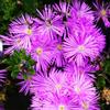 Generic delosperma semi 30pcs