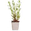 Bloomique - Gaura lindheimeri - Gaura - Pianta da giardino - Resistente al freddo - Sicura per animali - Altezza 10-20 cm - Vaso 9x9 cm
