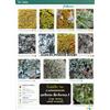 Frank Dobson Guide to Common Urban Lichens (Poster)