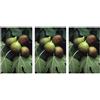 Herboplanet Msa Ficus Carica 50 Ml 3x50 ml Gocce orali