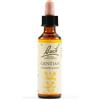 Gentian bach orig 20 ml - - 942859238