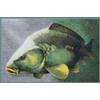 Delphin Zerbino 3D carpa