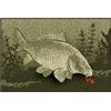 Delphin Zerbino Delphin CatchME! CARPA I 60x40cm