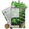 growgreens Semi di levistico biologiche - Semi di erbe aromatiche da coltivare in cucina, sul balcone, sul orto rialzato e in giardino