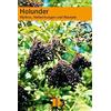 Krystin Liebert Holunder: Mythos, Heilwirkung und Rezepte: Mythos, H (Tascabile)