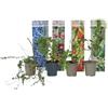 Plant in a Box - Set di 4 piante da frutto mix 'Smoothie' - Actinidia 'Issai', Vaccinium 'Sunshine Blue', Vaccinium, Lycium - Piante da frutto - Resistente all'inverno - Vaso 9cm - Altezza 25-40cm