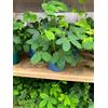 Jack Fin Mimosa Pudica sensitiva. Terre di Romagna vaso 10cm 1 pz
