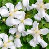 GardenersDream Clematite Montana Grandiflora Arbusto rampicante con fiori profumati e foglie decidue, verde