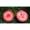 Generico Apple Malus Domestica cult. Red love apple 10 semi freschi