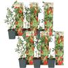 Plant in a Box - Set di 6 Lycium Barbarum - Piante di Goji - Vaso 9cm - Altezza 25-40cm