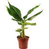 GardenersDream Albero di Banana da Giardino Resistente (Musa Basjoo) - Robusto ed Esotico (Vaso 12cm)