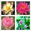 Generico Mix di semi di loto 10 semi Nelumbo nucifera Resistente e robusto
