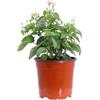 eGarden.store Pianta di Lantana Camara pianta da esterno da fiore Lantana Camara ornamentale pianta vera venduta da eGarden.store (Rosa v.15 cm)