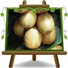 EURO PLANTS VIVAI Actinidia - Kiwi Hayward - Femmina - pianta da frutto su vaso 15/20 cm Altezza 140-160 cm - Età 2 anni