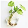 Generic Vaso da Fiori in Vetro da Appendere a Parete, Vaso Tondo in Vetro per Piante, Vaso per Fiori e Terrari per Piante, per la Decorazione della Casa (18)