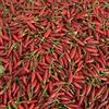 VAL D'ESARO Peperoncino Piccante Fresco Calabrese - 100% Italiano - Raccolto a Mano per Massimo Aroma e Piccantezza - Specialità Tipica della Calabria - Val D'Esaro - 5Kg