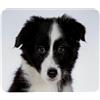 VAPOKF Tappetino per mouse da gioco, con stampa di cucciolo di Border Collie, tappetino per mouse per scrivania, casa, ufficio, base in gomma antiscivolo, tappetino per tastiera e scrivania per