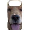 Golden Retriever Photo Studios Custodia per iPhone Air Ritratto di cane Golden Retriever felice
