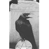Lo Scarabeo Crows Tarot Bag: Satin printed tarot bag
