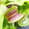 GardenersDream Pianta da Appartamento Tropicale per Interni - Dionea Muscipula Venere Acchiappamosche Fornita da 9 cm