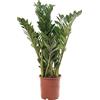 GardenersDream Pianta d'appartamento grande Zamioculcas reale, sempreverde ed esotica, ideale per interni alti.