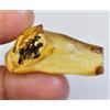 20.45 CT Naturale Tanzania Ambra Fossil Insetto Inclusione FACET Certificato