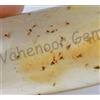 20.00 KT 100% Naturale Giallo Ambra Insetto Inclusione Certificato Loose Gemma