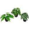 Flair Flower Set di 3 mini piante in vaso, Monstera, piante artificiali, piante in vaso, piante da appartamento, fiori artificiali, piante come decorazione artificiale di seta