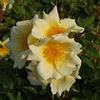 Rose Barni Mermaid, rosa antica in vaso di Rose Barni®, rampicante di gran pregio, vigorosa, rifiorente, fiori grandi, semplici, di colore giallo zolfo. h. fino a 5 metri, pianta di rosa resistente, cod. 14037