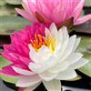 Giardini d'Acqua Pianta di Ninfea Jakkaphong bianca e rosa con vaso, da inserire in laghetti o stagni Fioritura da giugno a settembre