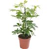 GardenersDream Schefflera Nora, pianta d'appartamento grande, vera sempreverde esotica e rara.