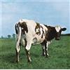 Does not apply Atom Heart Mother