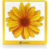 NOWORDBOOKS Amarillo: 41