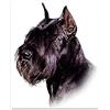 4R Quattroerre.it Adesivi Sticker Cane Schnauzer, 14 x 16 cm