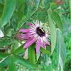 GardenersDream Passiflora Victoria Fiore della Passione | Pianta rampicante da giardino in vaso da 9 cm
