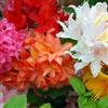 GardenersDream 6 X AZALEE NANE MISTE ARBUSTI GIAPPONESI COLORATE PIANTE DA GIARDINO