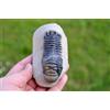 Trilobite - Crotalocephalina (Crotalocephalus) Gibbus - Devoniano - Marocco