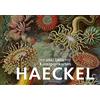 ANACONDA Postkarten-Set Ernst Haeckel: 18 Kunstpostkarten: 30