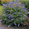 GardenersDream Pianta da giardino profumata Buddleia davidii 'Empire Blue' | Arbusto farfalla | Vaso 9cm
